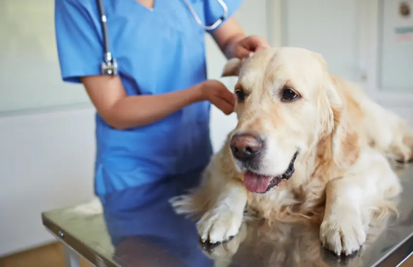 Consulta Com Veterinario