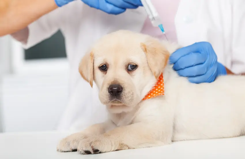 Vacinação Para Animais 