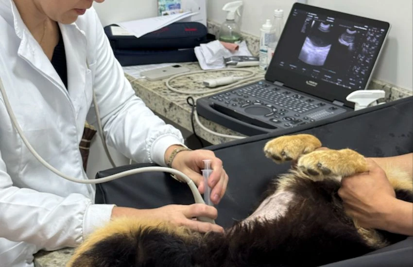 Ultrassom Para Animais